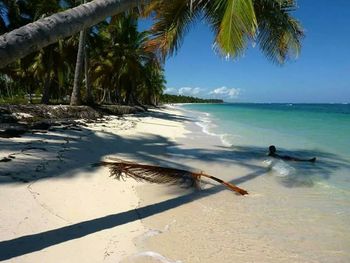 Palm trees on beach