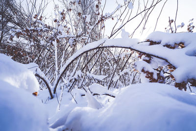 Snow covered bare trees against sky