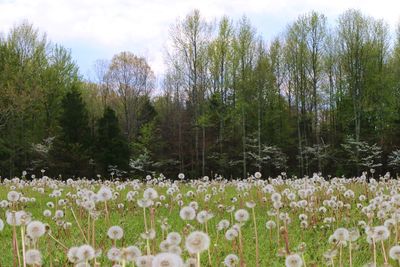 View of flowers growing in field