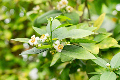 plant