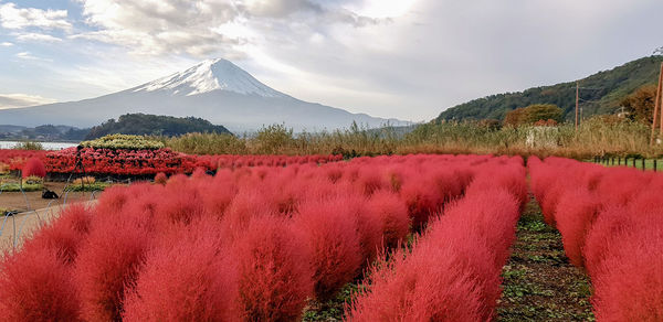 Panoramic view of field against sky at kawaguchiko lake