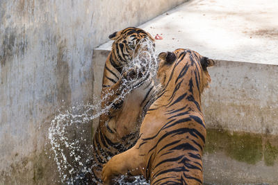 View of cat drinking water