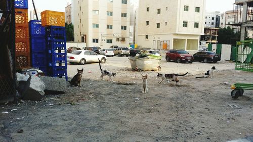 Birds in city against sky