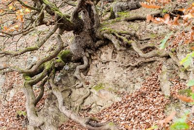 Close-up of tree roots