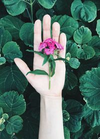 Close-up of hand holding pink flower over plants