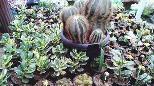 High angle view of potted plants on field