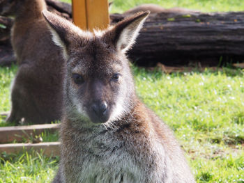 Close-up of wallaby on field