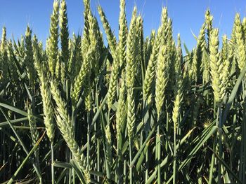 Close-up of wheat growing on field against clear sky