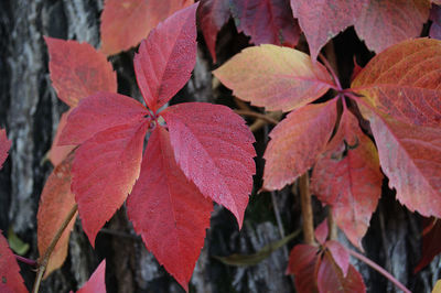 Close-up of red leaves