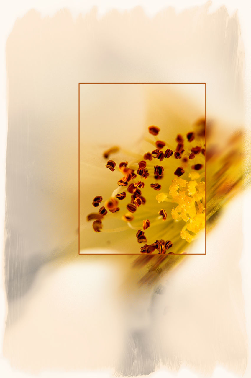 CLOSE-UP OF YELLOW FLOWERING PLANT IN GLASS