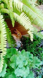 Close-up of bird on plant