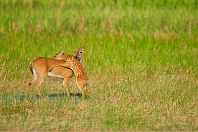 Side view of a cat on field