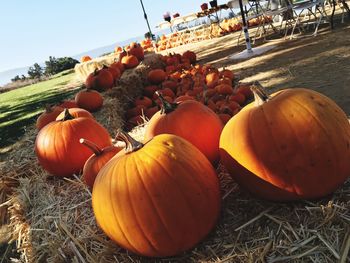 Close-up of pumpkins on field