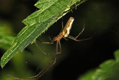 Close-up of spider