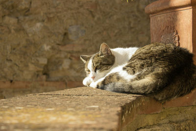 Close-up of cat relaxing outdoors