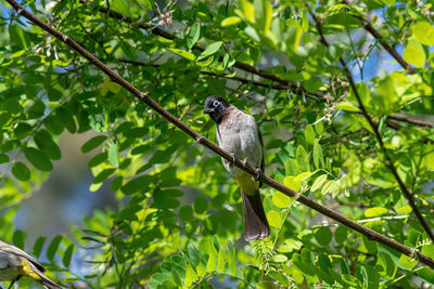 Bird perching on a tree