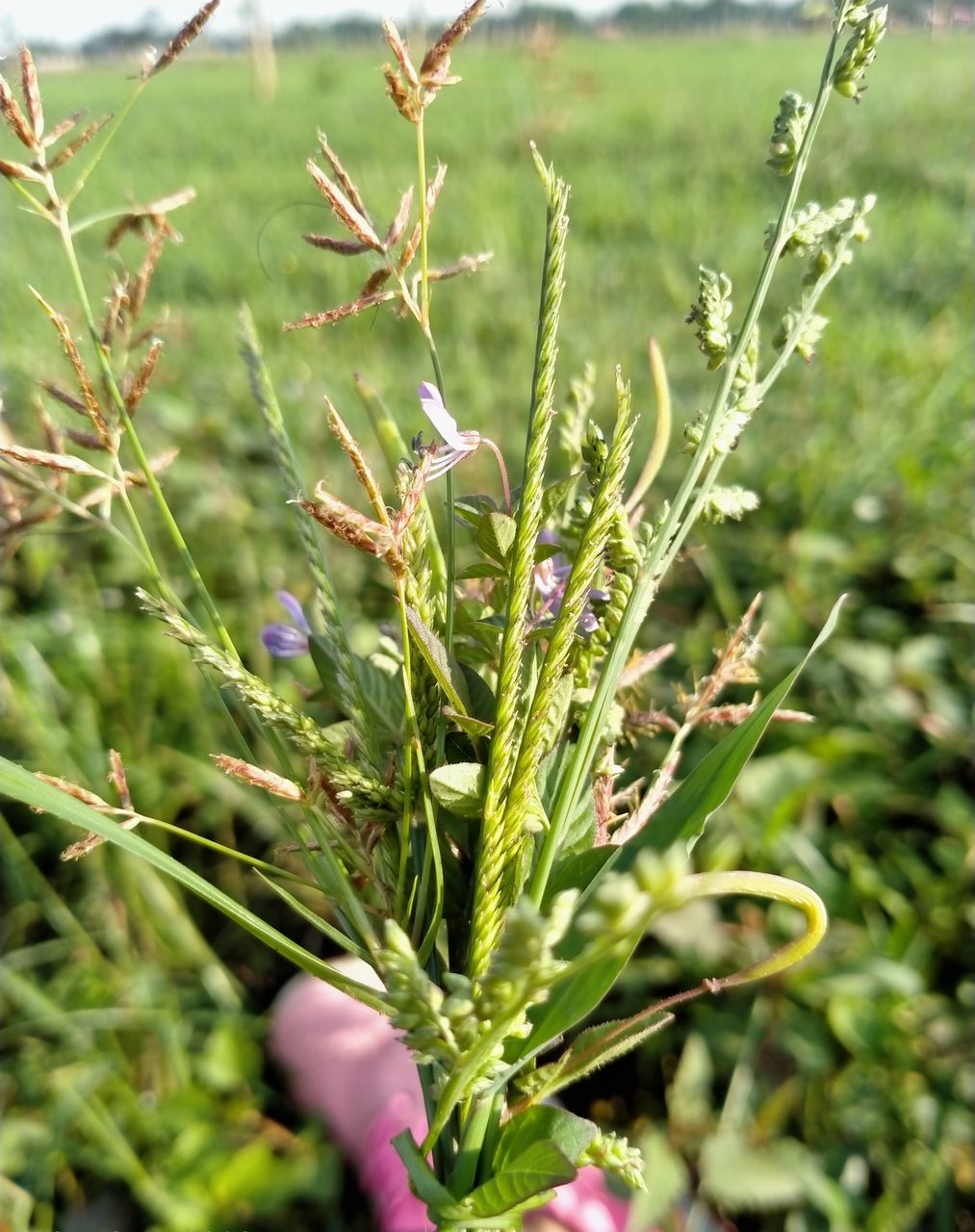 CLOSE-UP OF FLOWERING PLANT