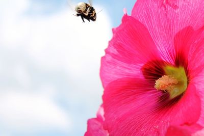 Close-up of bee pollinating on pink flower