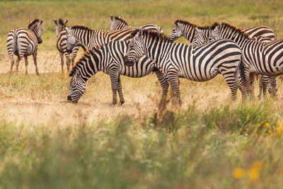 Zebra standing on field