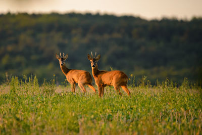 Deer standing on field