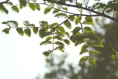 Low angle view of tree against clear sky