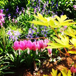 Close-up of pink flowers