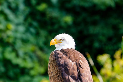 Close-up of eagle against blurred background