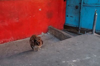 Bird on red wall