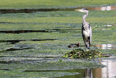 Gray heron in lake