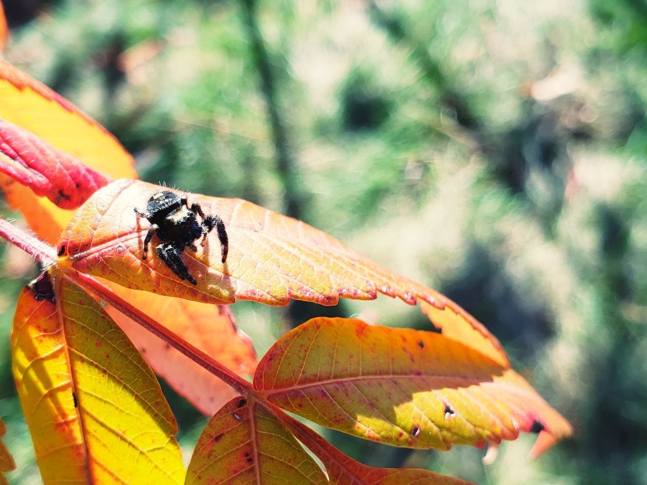 CLOSE-UP OF INSECT ON PLANT