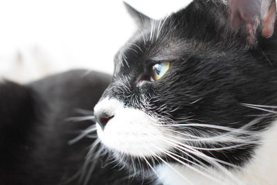 Close-up of cat looking away