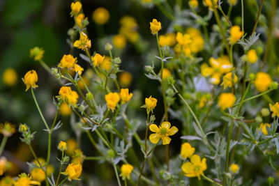 Close-up of yellow flowering plants on field