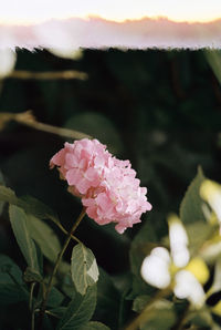 Close-up of pink rose flower