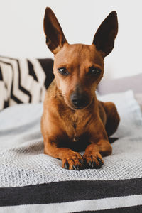 Close-up portrait of dog on bed at home