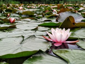 Close-up of lotus water lily in lake