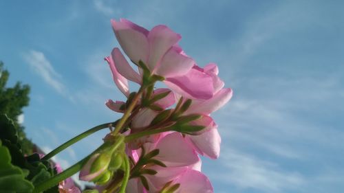 Low angle view of pink flowering plant against sky