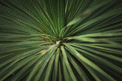 Full frame shot of palm leaves