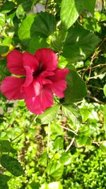 Close-up of red hibiscus blooming outdoors