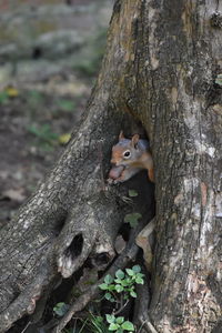 Close-up of squirrel on tree trunk