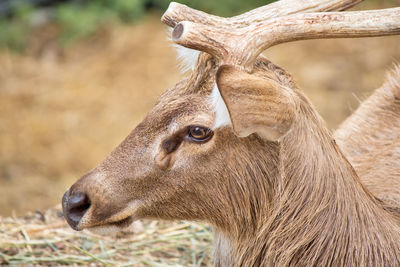 Close-up of deer