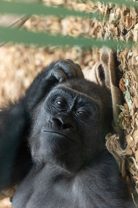 Close-up of gorilla