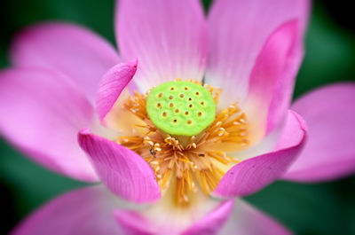 Close-up of pink flower