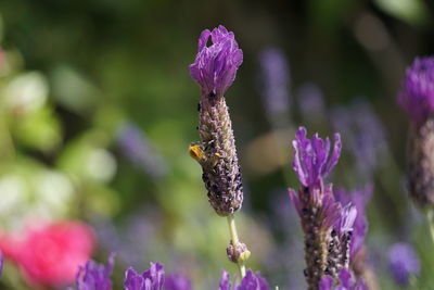 Close-up of bumblebee on purple flowering plant