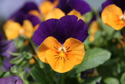 Close-up of purple flower blooming outdoors