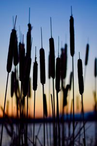 Close-up of silhouette plants against sky at sunset