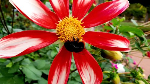 Close-up of red flower in park