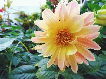 Close-up of yellow flower