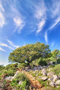 Tree growing on rock against sky