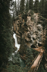 Trees in forest