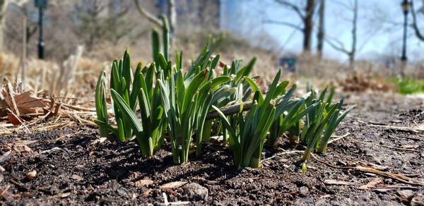 Close-up of plants growing on field